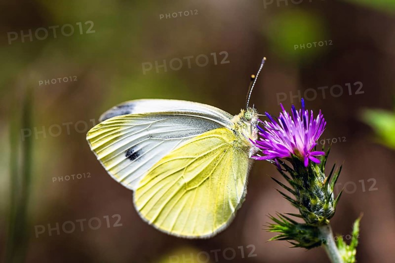 Large White, Pieris brassicae, butterfly on pink flower