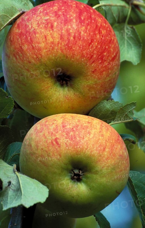 Two ripe apples hanging on a tree with green leaves Alkmene, old apple variety