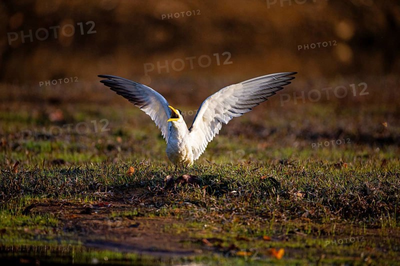 Large-billed Tern (Phaetusa simplex) Pantanal Brazil