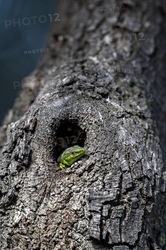 Sand lizard (Lacerta agilis) looking out of a knothole, Dalmatia, Croatia, Europe