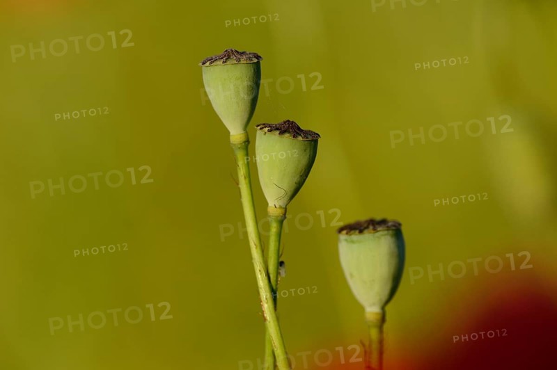 Close-up of seed capsules from a Corn poppy (Papaver rhoeas) in summer