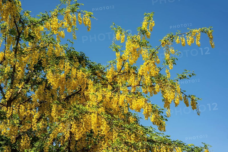 Golden chain (Laburnum) or Golden rain in Ystad, Scania, Sweden, Scandinavia, Europe