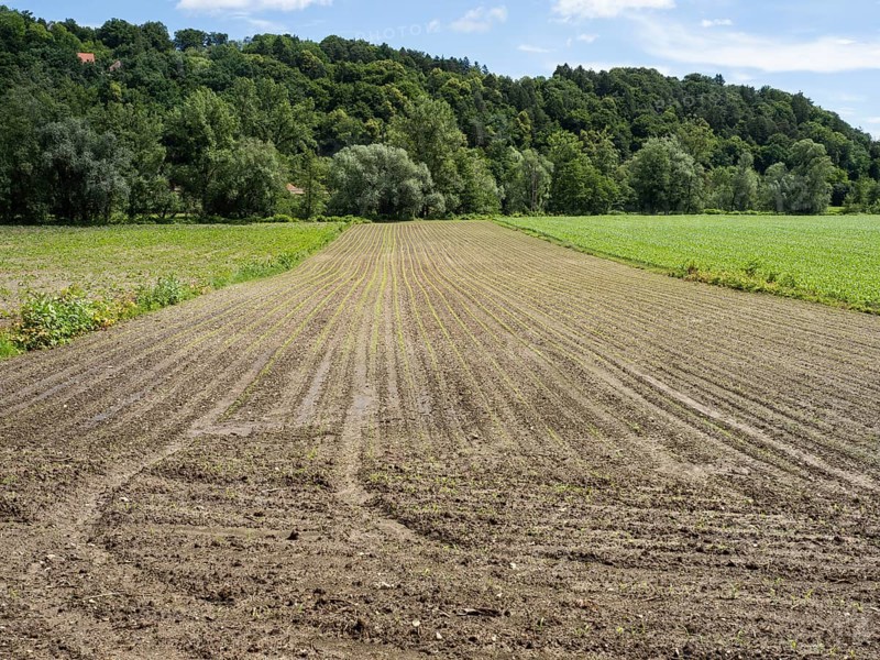 Farmland at the edge of the forest, near Heimschuh, Styria, Austria, Europe