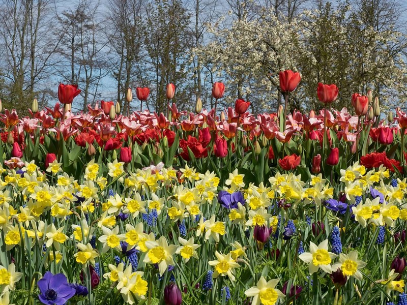 Colourful flower bed with red tulips and yellow daffodils in the garden, many colourful blooming tulips in springtime in the Netherlands, amsterdam, netherlands