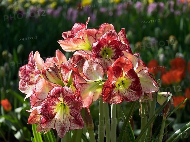 A bouquet of red and white flowers in a green park, illuminated by sunlight, many colourful, blooming tulips in springtime in the Netherlands, amsterdam, netherlands