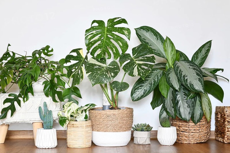Urban jungle. Different tropical houseplants like Monstera Thai Constellation or Chinese Evergreen in basket flower pots in room