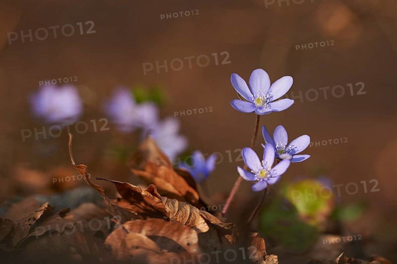 Common hepatica (Anemone hepatica) Blossoms in a forest, Bavaria, Germany, Europe