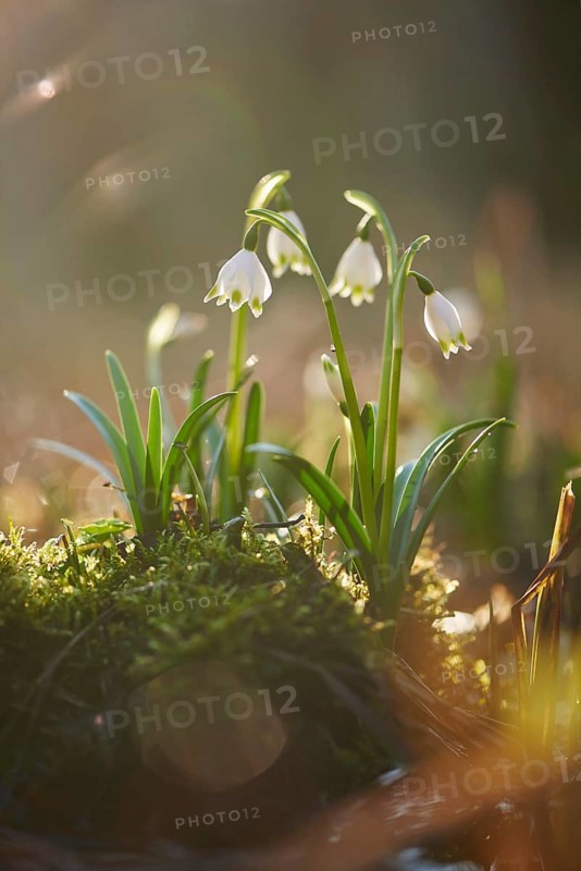 Close-up of spring snowflake (Leucojum vernum) blooming in spring, Bavaria, Germany, Europe