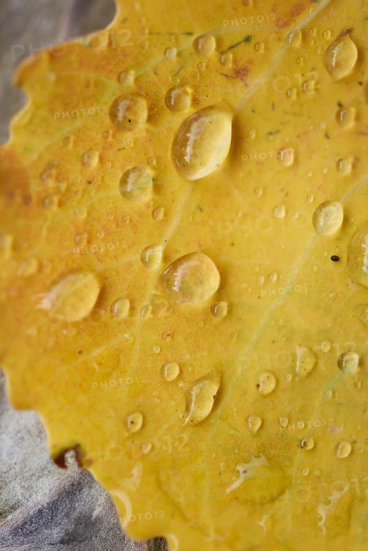 Waterdrops on a common aspen (Populus tremula) leaf in late summer, Bavaria, Germany, Europe