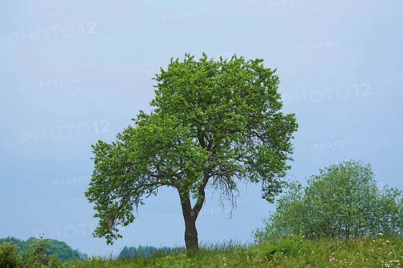 Landscape of a zwetschge (Prunus domestica subsp. domestica) tree in early summer, Bavaria, Germany, Europe