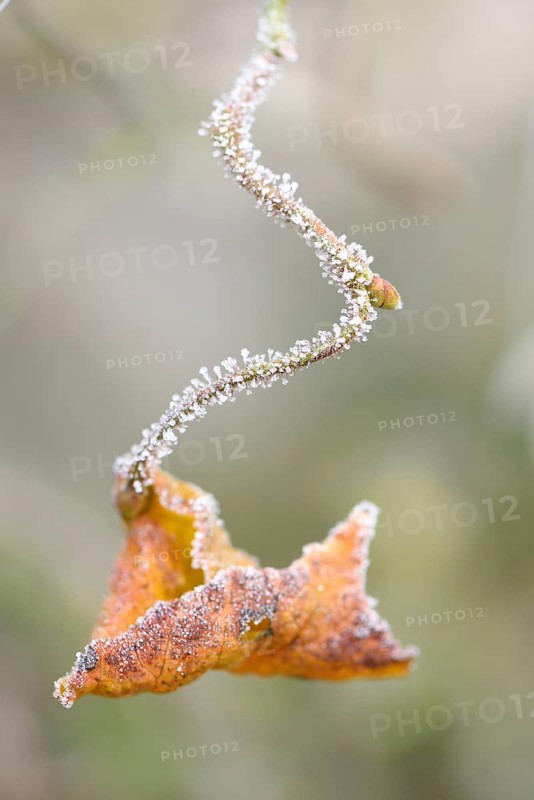Close-up of a common hazel (Corylus avellana) leaf in winter
