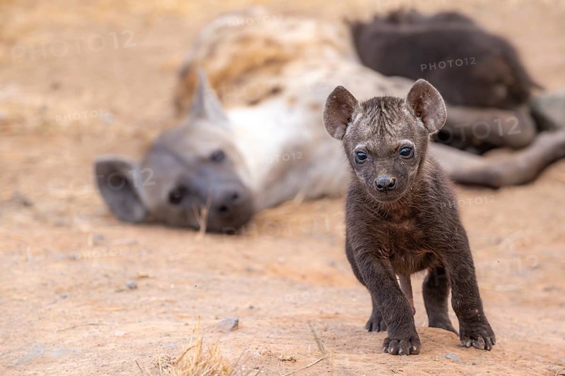 Spotted hyenas (Crocuta crocuta), adult female and male young, lying down, suckling their young, Kruger National Park, South Africa, Africa