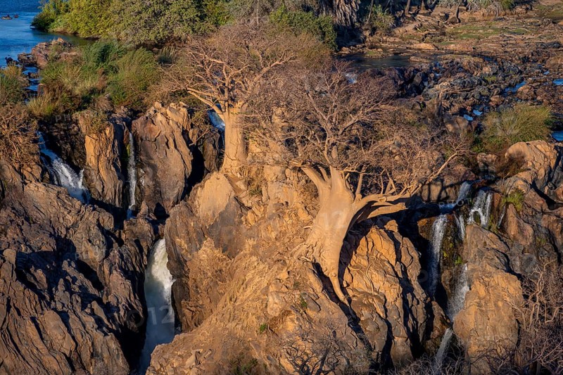Kunene River, waterfall and African Baobab (Adansonia digitata), in the evening light, Epupa Falls, Kunene, Namibia, Africa
