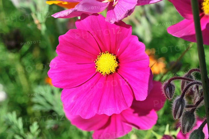 Jewellery basket, cosmea (Cosmea bipinnata), Schwaebisch Gmuend, Baden-Wuerttemberg, Germany, Europe, Bright pink cosmea flower, surrounded by other flowers and green flora, flower meadow, Stuttgart, Europe
