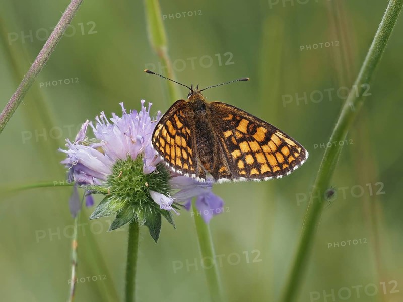 Queen of Spain fritillary (Issoria lathonia) in a meadow clover, near St. Andrae-Hoech, Sausal, Styria, Austria, Europe