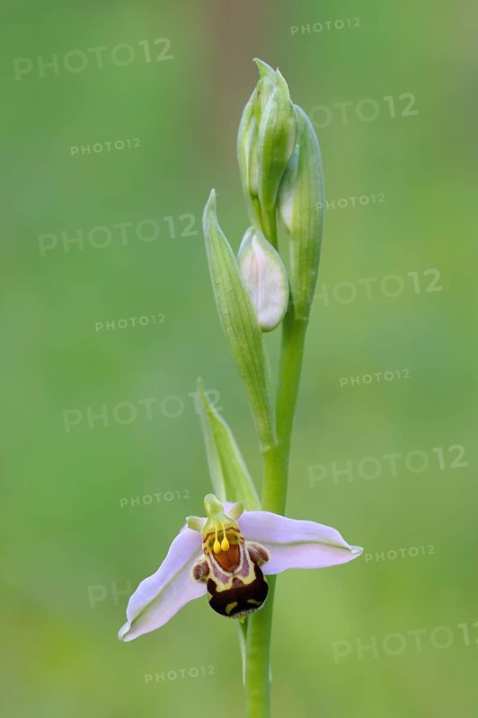 Bee orchid (Ophrys apivera), close-up of the flower tendril, macro, nature photography, Mackenberg nature reserve, North Rhine-Westphalia, Germany, Europe
