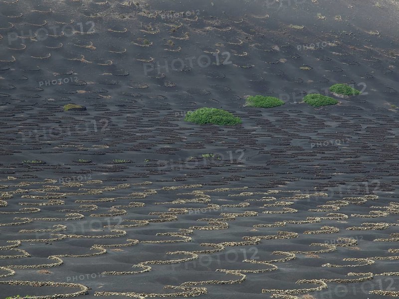 Volcanic landscape with black earth and scattered vegetation in the form of green plants, Lanzarote with a hisotric fortress and lava mountains, Lanzarote, Spain, Europe
