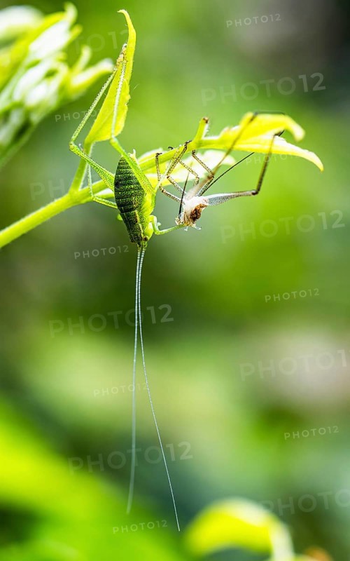 Nymph of Great Green Bush Cricket, Tettigonia viridissima, Albania, Europe