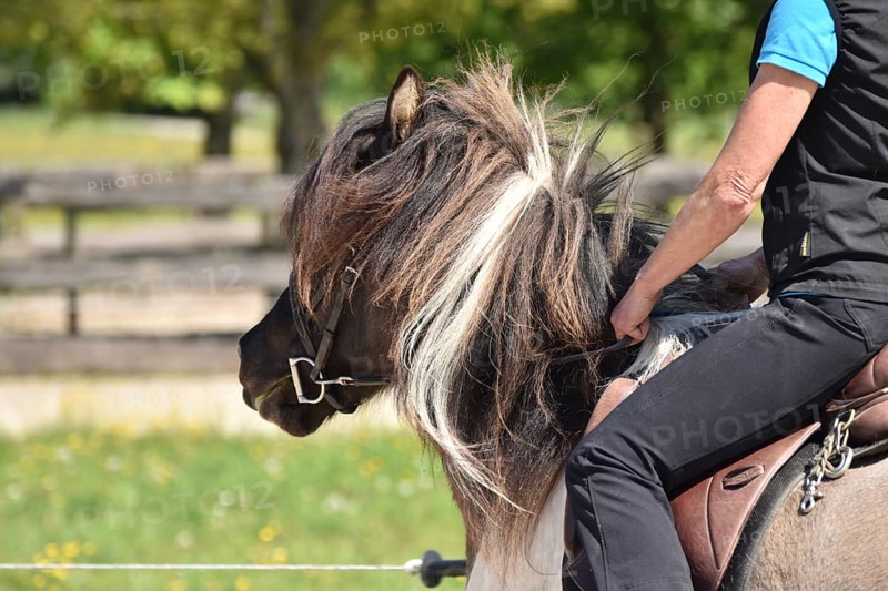 Close-up of a ridden Icelandic horse with equipment and typical long hair
