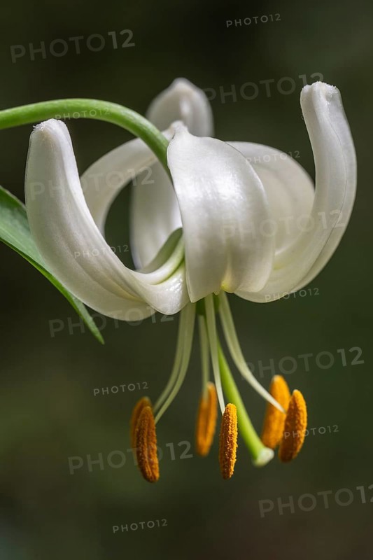 Martagon lily (Lilium martagon), Emsland, Lower Saxony, Germany, Europe