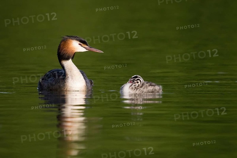 Great crested grebe (Podiceps scalloped ribbonfish) and chicks swimming together on calm water, green surroundings, peaceful nature, Hesse, Germany, Europe