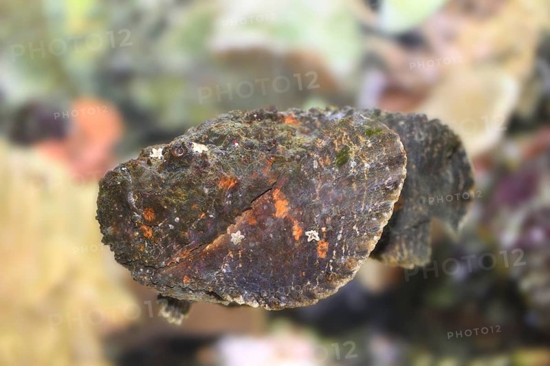 Close-up of a Stonefish (Synanceia verrucosa) in an aquarium