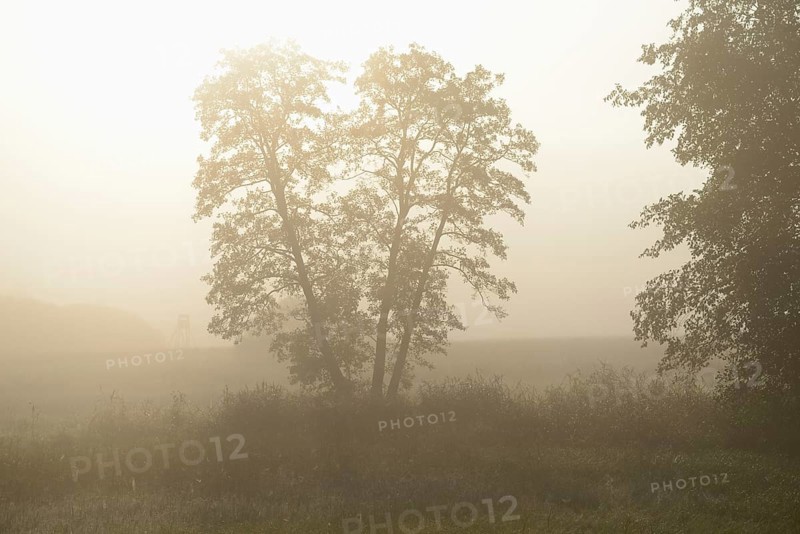 Close-up of common alder (Alnus glutinosa) trees standing beside a little lake on a early morning in autumn, Bavaria, Germany, Europe