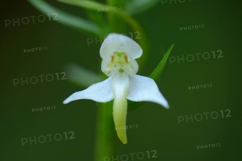Platanthera chlorantha, commonly known as the Greater Butterfly-orchid