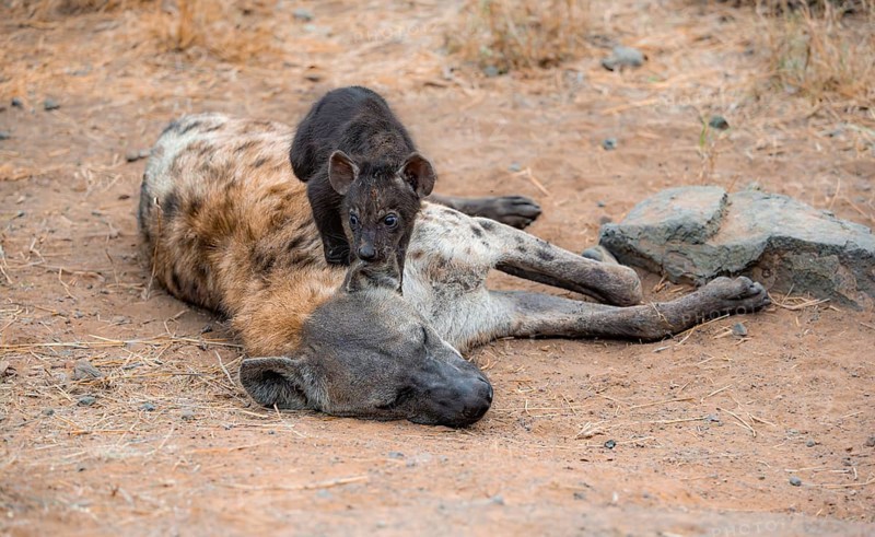 Spotted hyenas (Crocuta crocuta), adult female cuddling with young, lying down, Kruger National Park, South Africa, Africa