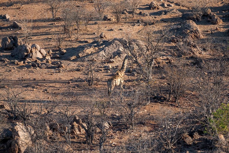Angolan giraffe (Giraffa giraffa angolensis), from above, Hobatere Concession, Namibia, Africa