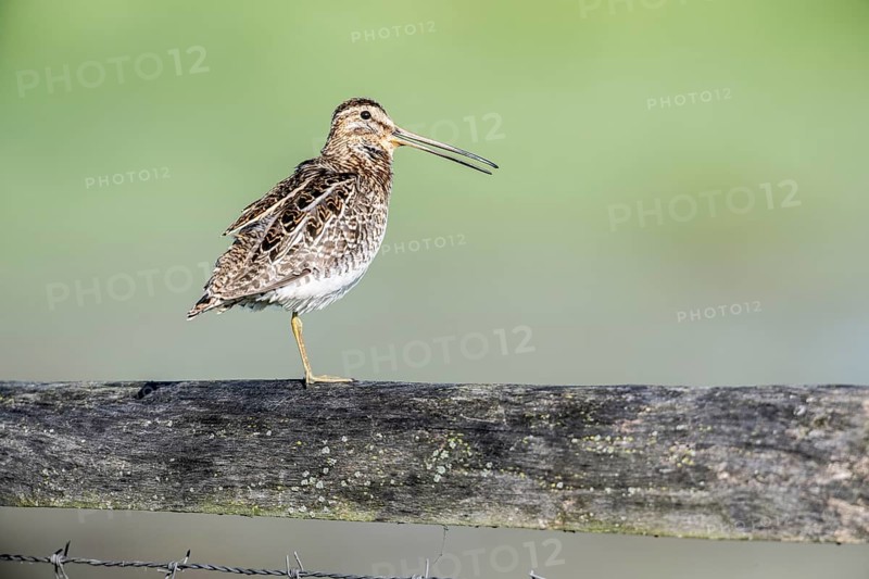 Common snipe (Gallinago gallinago) sitting on a pasture fence, Lower Saxony, Germany, Europe