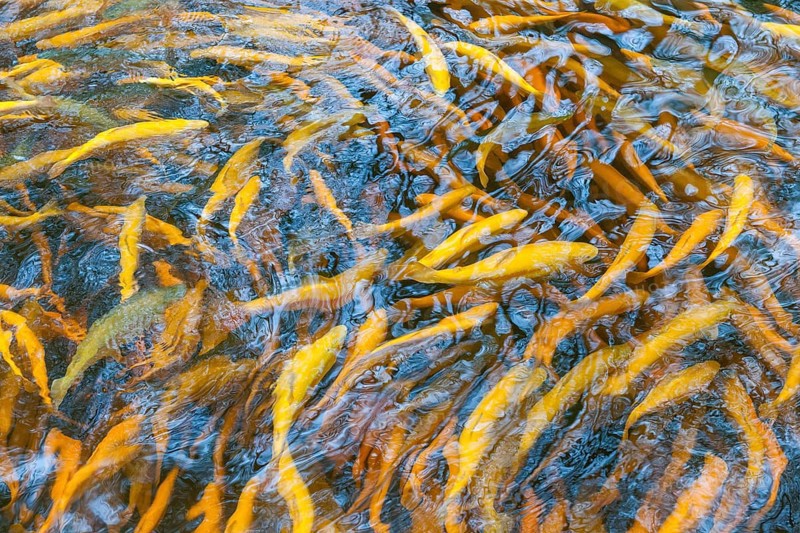 Golden trout in a fish farm, Viele, Baden-Wuerttemberg, Germany, Europe