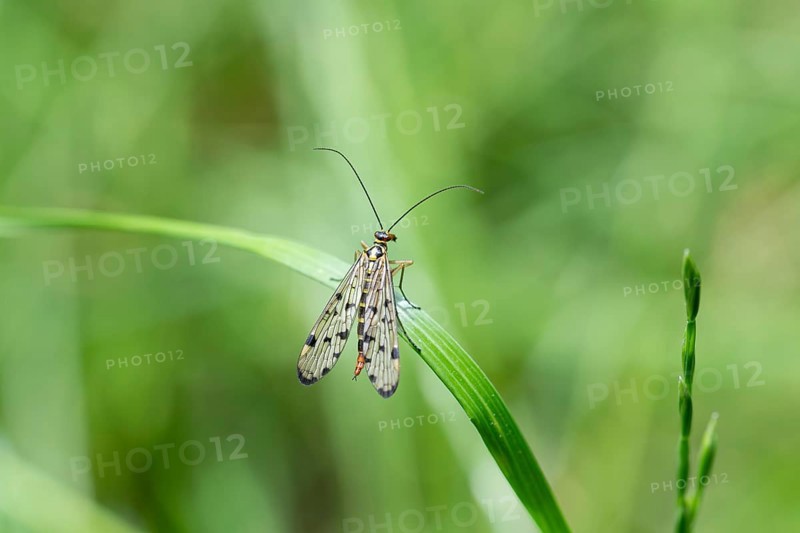 German Scorpion Fly (Panorpa germanica), on a blade of grass, Muensterland, Germany, Europe