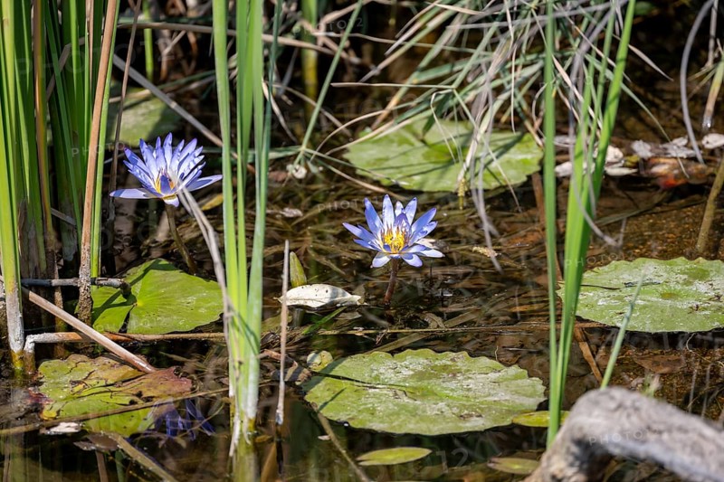 Two flowers of a cape blue water lily (Nymphaea capensis) in a pond, Kruger National Park, South Africa, Africa
