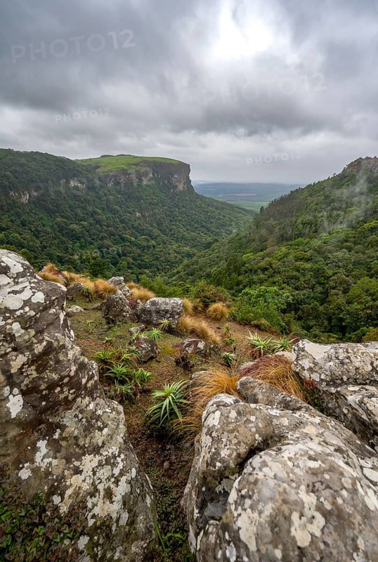 View of the Graskop Gorge with dense forest from the plateau, Panorama Chalets and Rest Camp, Graskop, Mpumalanga, South Africa, Africa