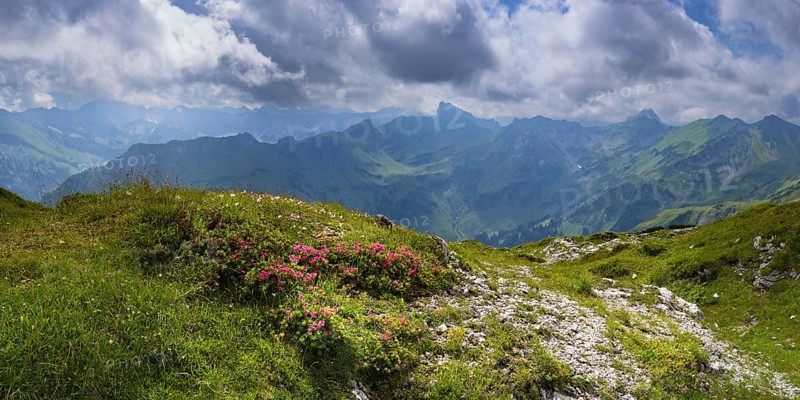 Alpine rose blossom, rhododendron, Koblat-Hoehenweg on the Nebelhorn, Allgaeu Alps, Allgaeu, Bavaria, Germany, Europe