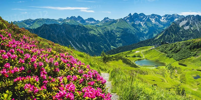 Alpine rose blossom, panorama from the Fellhorn over the Schlappoldsee and mountain station of the Fellhornbahn to the central main ridge of the Allgaeu Alps, Allgaeu, Bavaria, Germany, Europe
