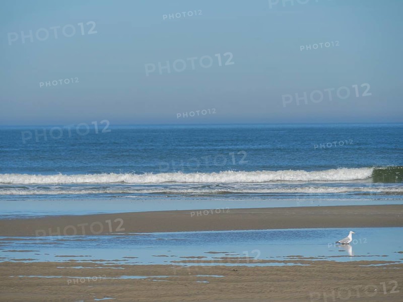 A seagull stands on the sandy beach, while the waves of the sea are softly rushing and a clear blue sky lies above, low tide on the sandy beach with seagulls, Langeoog, germany