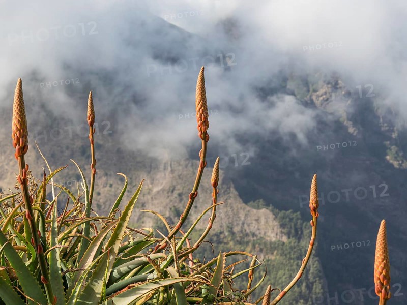 Aloe vera plants in the foreground, mountains in the background against a foggy sky and clouds, Madeira, Portugal, Europe
