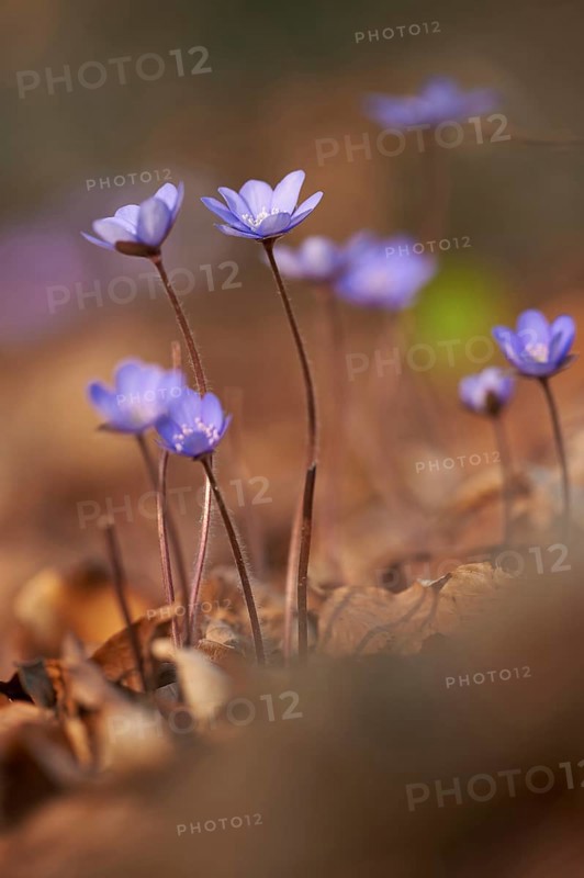Common hepatica (Anemone hepatica) Blossoms in a forest, Bavaria, Germany, Europe