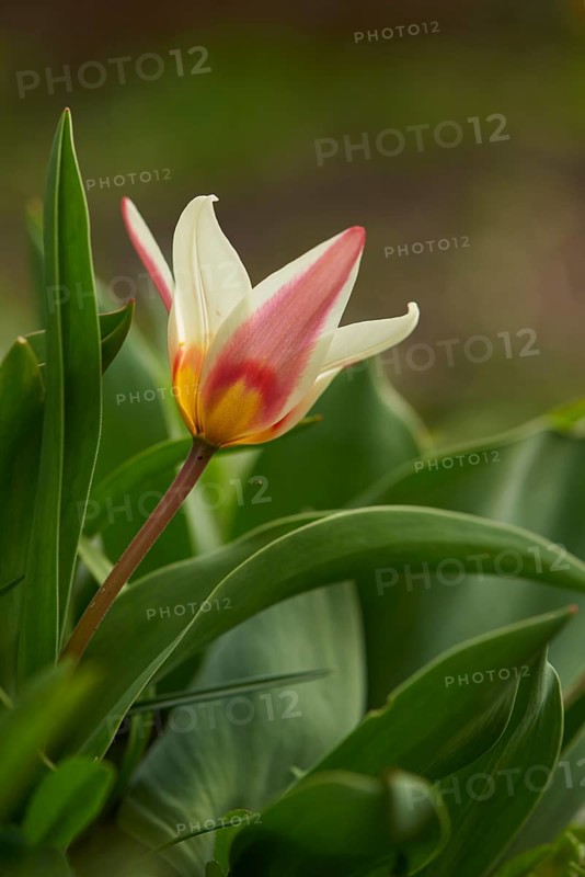 Close-up of a Turkestan tulip (Tulipa turkestanica) blossom in a garden in spring, Bavaria, Germany, Europe