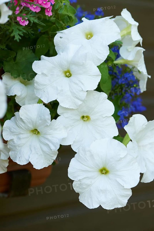 Close-up of Petunia (Petunia x hybrida) blossoms in a garden in late summer, Bavaria, Germany, Europe