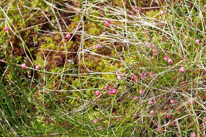 Small cranberry (Vaccinium oxycoccos), many flowers on peat moss, bog, Harz National Park, Germany, Europe