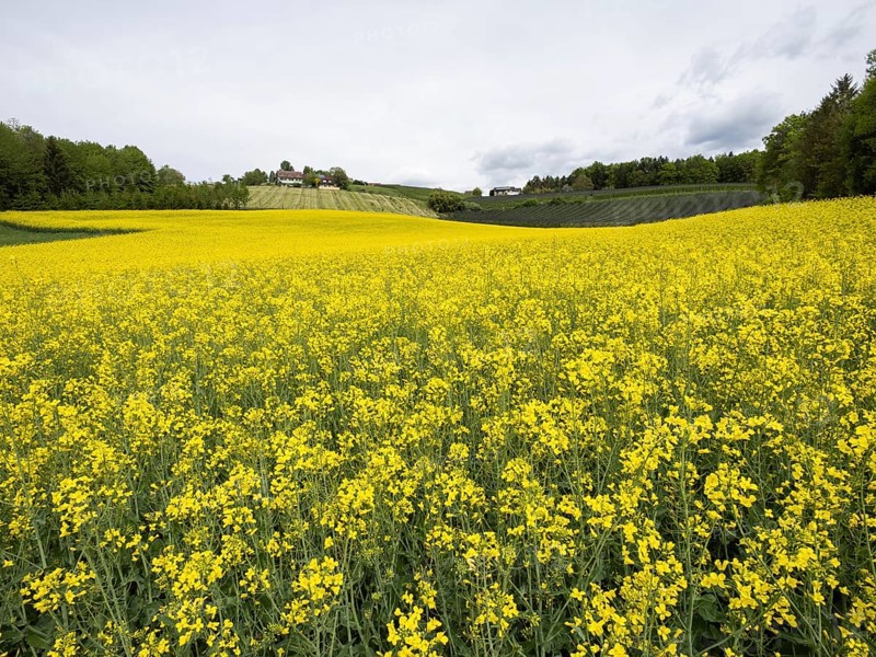 Rape field in bloom, near Riegersburg, Styria, Austria, Europe