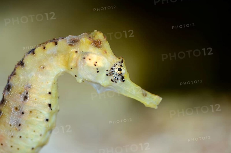 Portrait of a Long-snouted seahorse (Hippocampus guttulatus)
