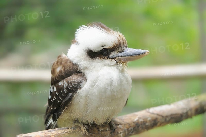 Close-up of a Laughing Kookaburra (Dacelo novaeguineae)