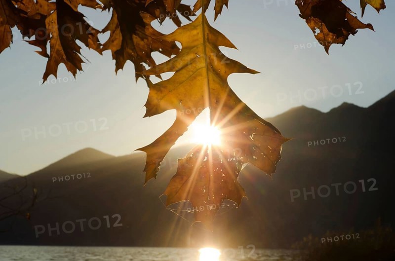 Beautiful Autumn Oak Leaf in Backlit with Sunbeam and Mountain on Lake Maggiore in Ascona, Ticino, Switzerland, Europe