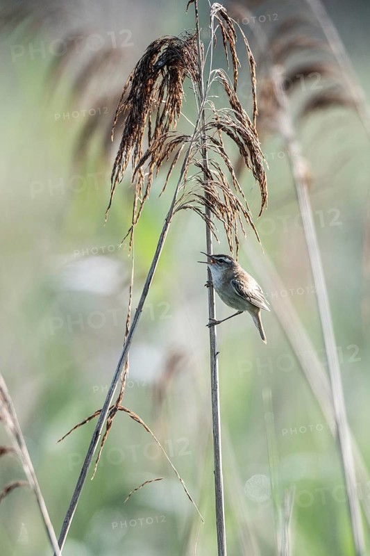 Sedge warbler (Acrocephalus schoenobaenus), Lower Saxony, Germany, Europe