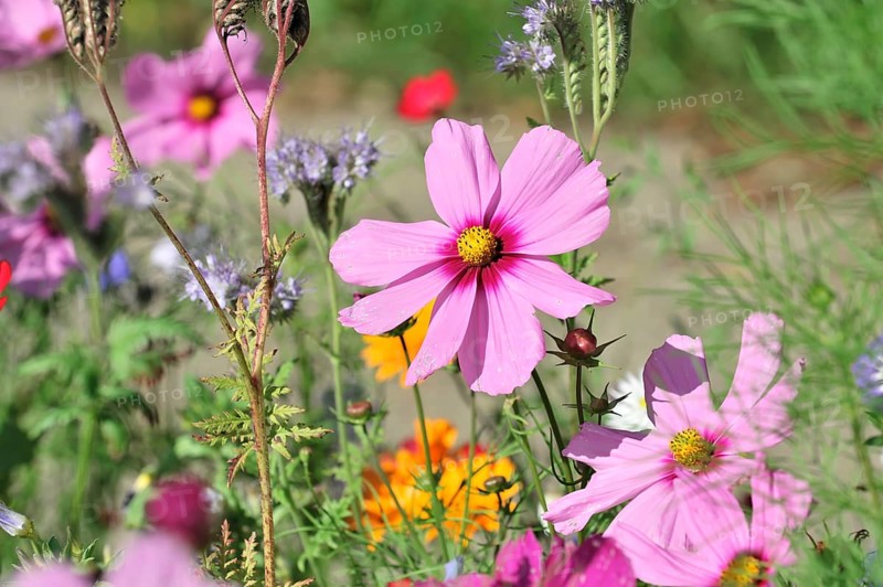 Mexican aster (Cosmea bipinnata), Schwaebisch Gmuend, Baden-Wuerttemberg, Germany, Europe, Pink flowers in the foreground, surrounded by green grasses and colourful flowers in a summer garden, flower meadow, Stuttgart, Europe