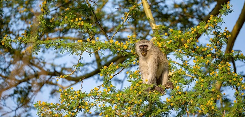 Southern vervet monkey (Chlorocebus pygerythrus) sitting in a flowering tree, eating yellow flowers of an acacia tree, Kruger National Park, South Africa, Africa